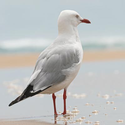 contact-logis-des-mouettes