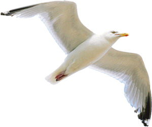 mouette-charente-maritime