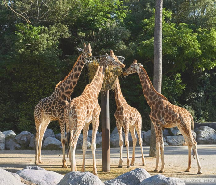 tourisme-famille-zoo-palmyre